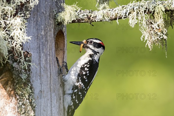 Hairy woodpecker (Leuconotopicus villosus), female bringing a caterpillar to feed the babies, La Mauricie national park, province of Quebec, Canada, AI generated, North America