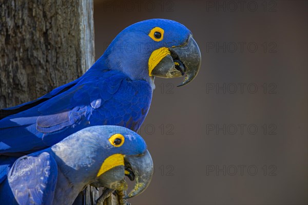 Hyacinth Macaw (Anodorhynchus hyacinthinus) Pantanal Brazil