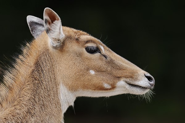 Nilgai (Boselaphus tragocamelus), female, portrait, captive, occurrence in Asia