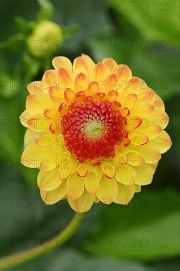 Dahlia 'Yellow Jewel' (Dahlia Hybride), flower, ornamental plant, North Rhine-Westphalia, Germany, Europe