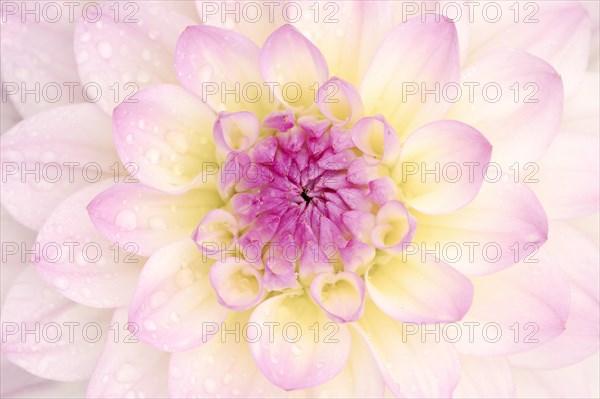 Decorative dahlia 'El Paso' (Dahlia Hybride), detail of the flower, ornamental plant, North Rhine-Westphalia, Germany, Europe