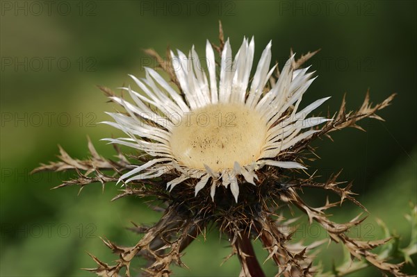 Silver thistle (Carlina acaulis ssp. simplex), flower, North Rhine-Westphalia, Germany, Europe