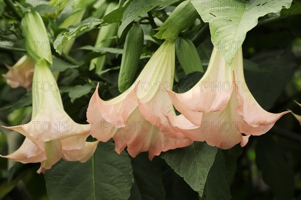 Angel's trumpet (Brugmansia suaveolens), flowers, native to South America, ornamental plant, North Rhine-Westphalia, Germany, Europe