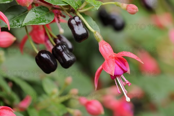 Fuchsia (Fuchsia hybride), flower, ornamental plant, North Rhine-Westphalia, Germany, Europe