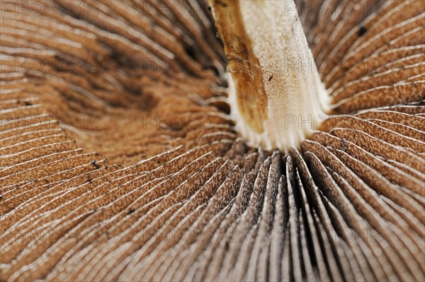 Lacrymaria lacrymabunda (Lacrymaria lacrymabunda, Psathyrella lacrymabunda), lamellae, North Rhine-Westphalia, Germany, Europe