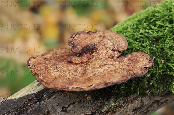 Reddening Tramete or Reddening Leaf Whorl (Daedaleopsis confragosa), North Rhine-Westphalia, Germany, Europe