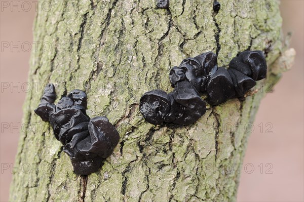 Warty glandular or warty black glandular (Exidia nigricans, Exidia plana), North Rhine-Westphalia, Germany, Europe