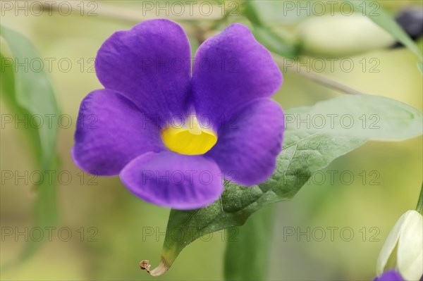 Bush clockvine (Thunbergia erecta), flower, native to Africa, ornamental plant, North Rhine-Westphalia, Germany, Europe