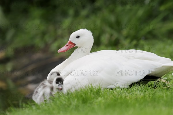 Coscoroba swan (Coscoroba coscoroba) with chicks, captive, occurring in South America