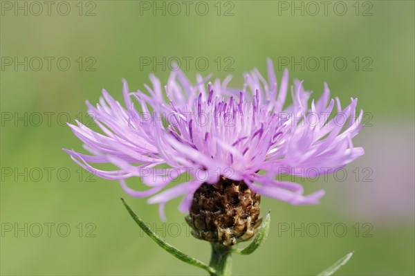 Meadow knapweed or brown knapweed (Centaurea jacea), flower, North Rhine-Westphalia, Germany, Europe