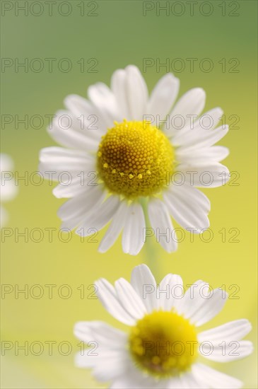 Chamomile (Matricaria recutita, Matricaria chamomilla), flowers, medicinal plant, North Rhine-Westphalia, Germany, Europe