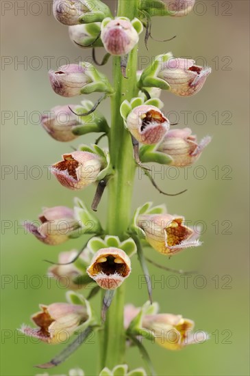 Rusty foxglove (Digitalis ferruginea), flowers, ornamental plant, North Rhine-Westphalia, Germany, Europe