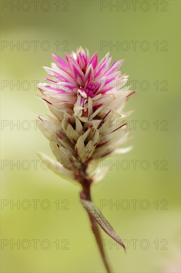 Plumed cockscomb (Celosia argentea var. spicata), flower, ornamental plant, North Rhine-Westphalia, Germany, Europe