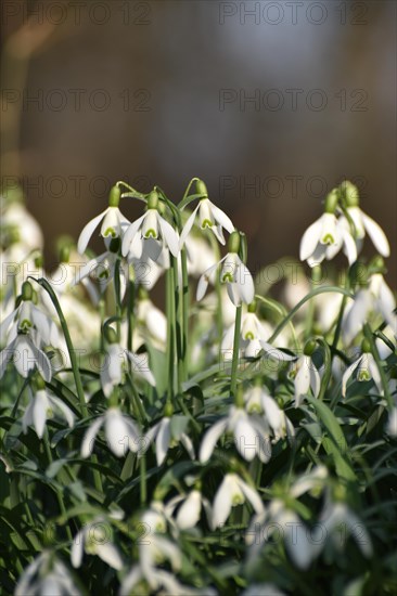 Snowdrops in late winter in the Hunsrueck near Niederwoerresbach, Rhineland-Palatinate, Germany, Europe