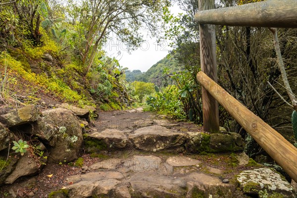 Beautiful walking path in the Laurisilva forest of Los tilos de Moya, Gran Canaria