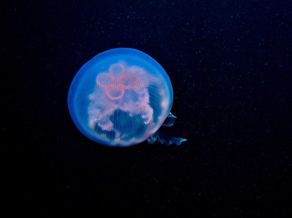 Common jellyfish (Aurelia aurita), dive site Amber Jack, Destin, Panhandle, Gulf of Mexico, Florida, USA, North America