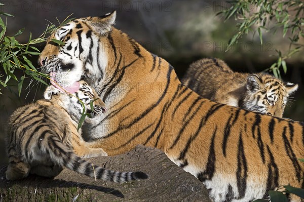 An adult tiger playing with its young on a tree trunk, Siberian tiger, Amur tiger, (Phantera tigris altaica), cubs