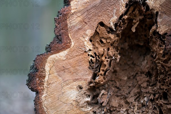 Deadwood structure Cave in deciduous forest, close-up with clearly visible feeding marks, important habitat for insects and birds, North Rhine-Westphalia, Germany, Europe