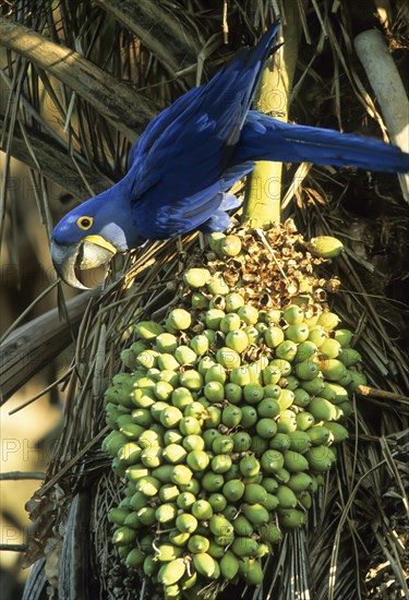 Hyacinth Macaw (Anodorhynchus hyacinthinus) Pantanal Brazil