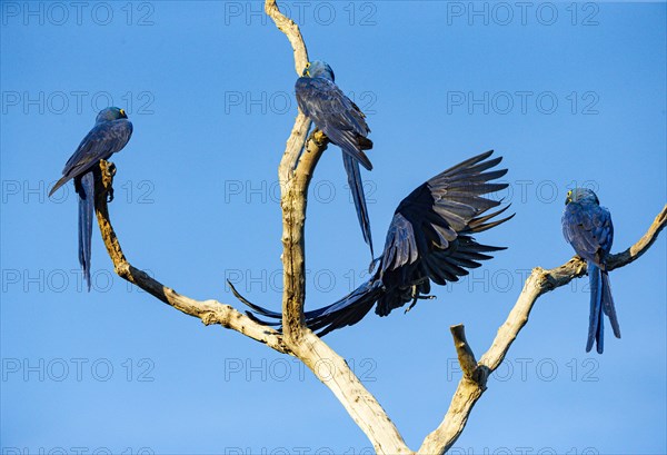 Hyacinth Macaw (Anodorhynchus hyacinthinus) Pantanal Brazil