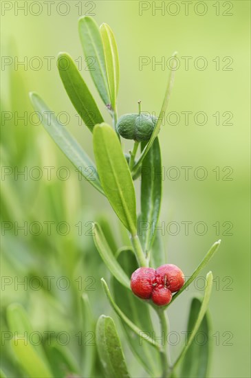 Dwarf olive tree (Cneorum tricoccon), leaves and fruit, Provence, France, Europe