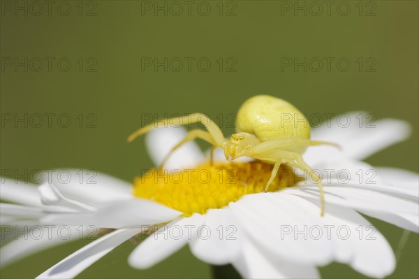 Goldenrod crab spider (Misumena vatia), female on the flower of a daisy (Leucanthemum vulgare, Chrysanthemum leucanthemum), North Rhine-Westphalia, Germany, Europe