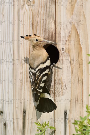 Hoopoe (Upupa epops) at a nesting box, Kaiserstuhl, Baden-Wuerttemberg, Germany, Europe