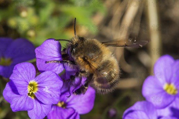 A hairy-footed flower bee (Anthophora plumipes) collects pollen on blue cushion flowers (Aubrietta) in a natural environment Baden-Wuerttemberg, Germany, Europe