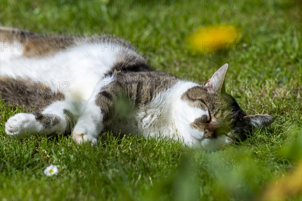 Snoozing and contented domestic cat (Felis catus), Blaustein, Baden-Wuerttemberg, Germany, Europe