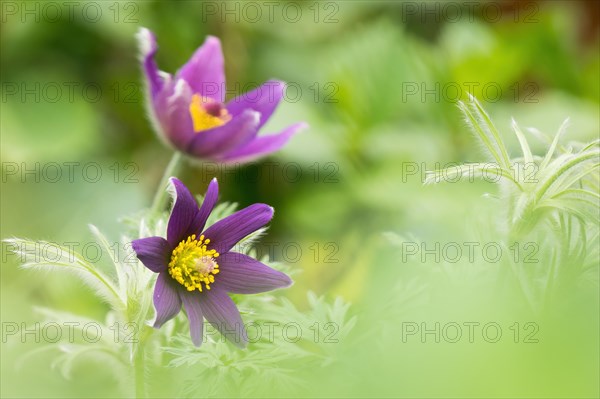 Common pasque flower (Pulsatilla vulgaris) in green surroundings, Hesse, Germany, Europe