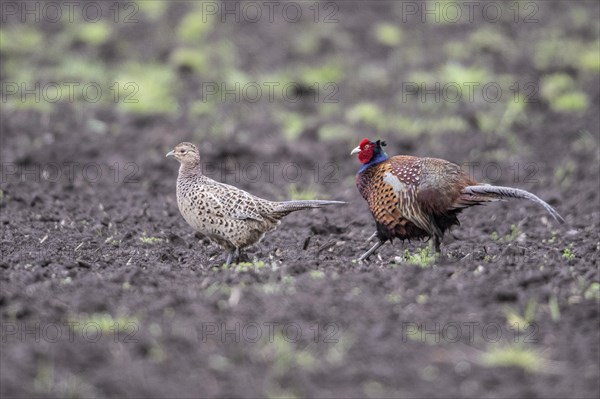 Hunting pheasants (Phasianus colchicus), courtship display, Emsland, Lower Saxony, Germany, Europe