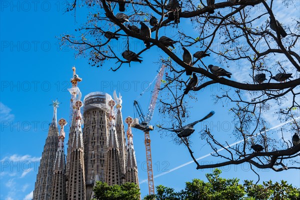 Towers of the Sagrada Familia basilica under construction, Roman Catholic basilica by Antoni Gaudi in Barcelona, Spain, Europe