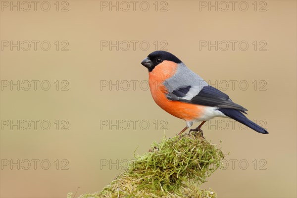 Eurasian bullfinch (Pyrrhula pyrrhula), sitting on moss, Wilnsdorf, North Rhine-Westphalia, Germany, Europe