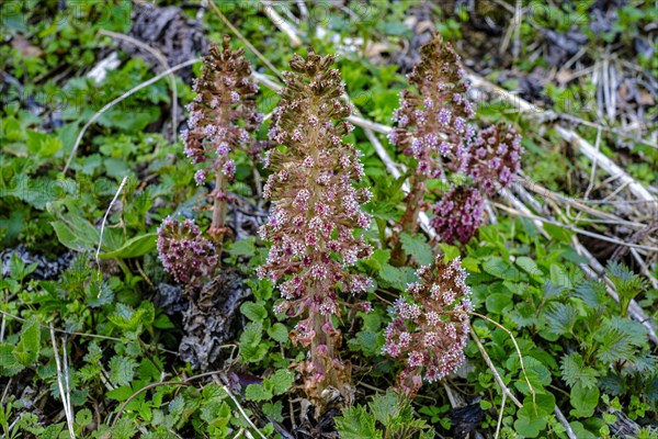 Flowering specimens of common butterbur, also known as red butterbur, brook butterbur, Petasites hybridus, Grosses Lautertal near Lauterach, Munderkingen, Baden-Wuerttemberg, Germany, Europe