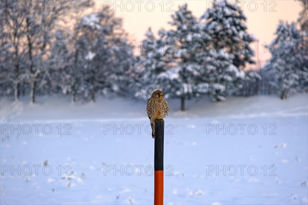 Kestrel, Falco tinnunculus, lurking for prey on a snow pole in front of a snowy winter backdrop, Swabian Alb, Muensingen, Baden-Wuerttemberg, Germany, Europe