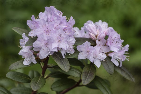 Rhododendron blossom (Rhododendron Pink Pompon), Emsland, Lower Saxony, Germany, Europe