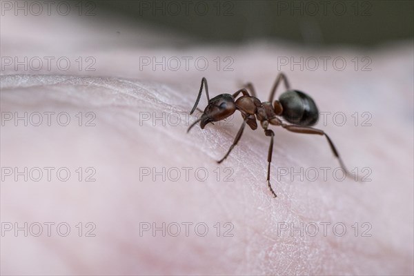 Red wood ant (Formica rubra), Emsland, Lower Saxony, Germany, Europe