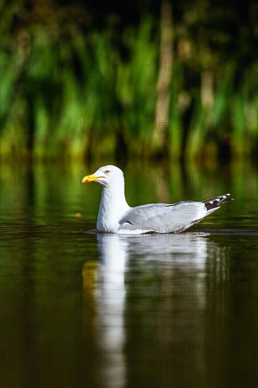 European Herring Gull, Larus argentatus on lake