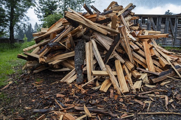 A pile of logs, freshly split firewood