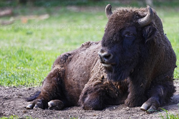 Wisent, European bison (Bos bonasus) also bison bull, bull, captive, Germany, Europe