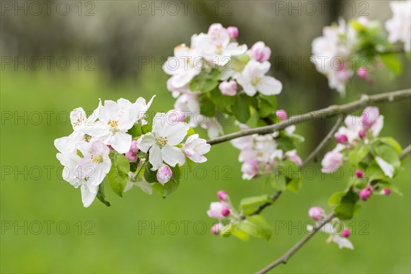 Branches of a blossoming apple tree, meadow orchard, Baden, Wuerttemberg, Germany, Europe