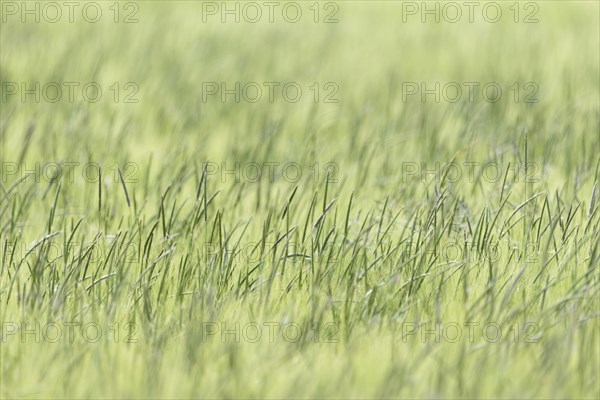 Foxtail grass (Alopecurus) in a green cereal field, North Rhine-Westphalia, Germany, Europe