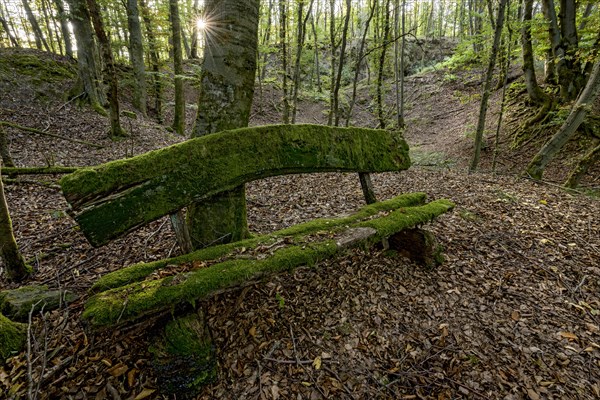 Weathered, rotten and mossy bench made of rough wooden planks, autumn leaves, sun star, beech forest, Raumertswald, volcano, Vogelsberg Volcano Region nature park Park, rest area, Nidda, Wetterau, Hesse, Germany, Europe