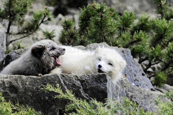 Arctic foxes (Alopex lagopus), Tierpark, Captive, A white and a dark dog resting together on a rock, Tierpark, Baden-Wuerttemberg, Germany, Europe