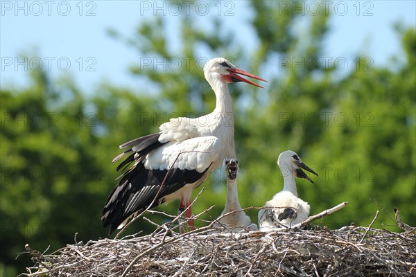White stork (Ciconia ciconia) Old bird shields its young from strong sunlight with open wings, southern Sweden, Sweden, Europe