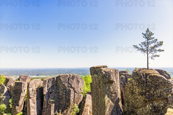 Pine tree growing on a rock pillar with a beautiful landscape view to the horizon with a clear blue sky, Billingen, Skoevde, Sweden, Europe