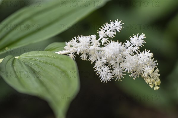 False Solomon's seal (Smilacina racemosa), Emsland, Lower Saxony, Germany, Europe