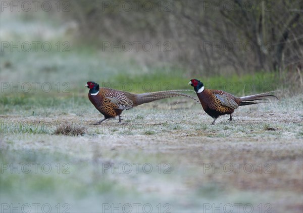 Pheasant (Phasianus colchicus), two pheasant cocks running across a country lane, wildlife, Thuringia, Germany, Europe