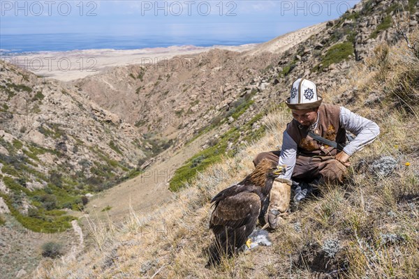 Traditional Kyrgyz eagle hunter with eagle in the mountains, hunting, eagle with captured rabbit, near Bokonbayevo, Issyk Kul region, Kyrgyzstan, Asia