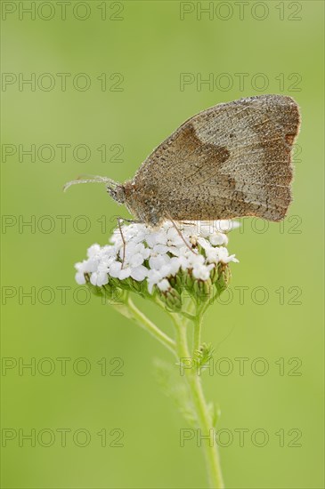 Meadow brown (Maniola jurtina) with dewdrops, North Rhine-Westphalia, Germany, Europe